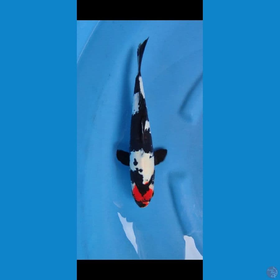 original tc showa doitsu 31 cm