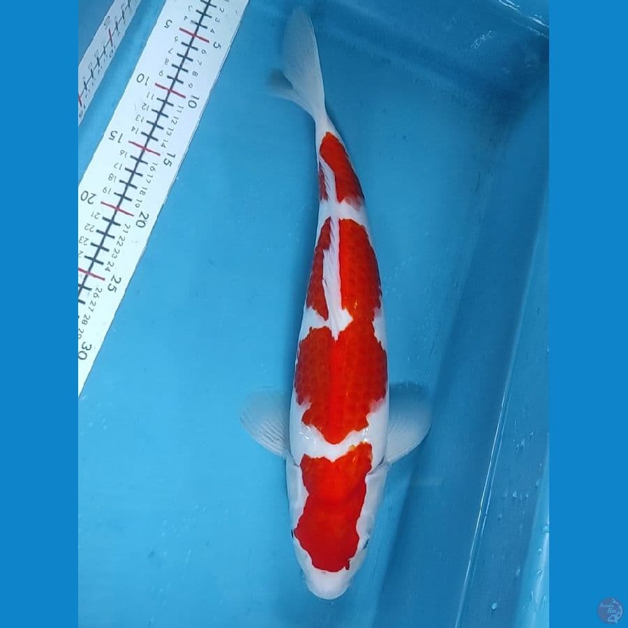 strong kohaku M/40cm