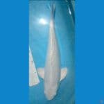 PLATINUM JANTAN 43 CM