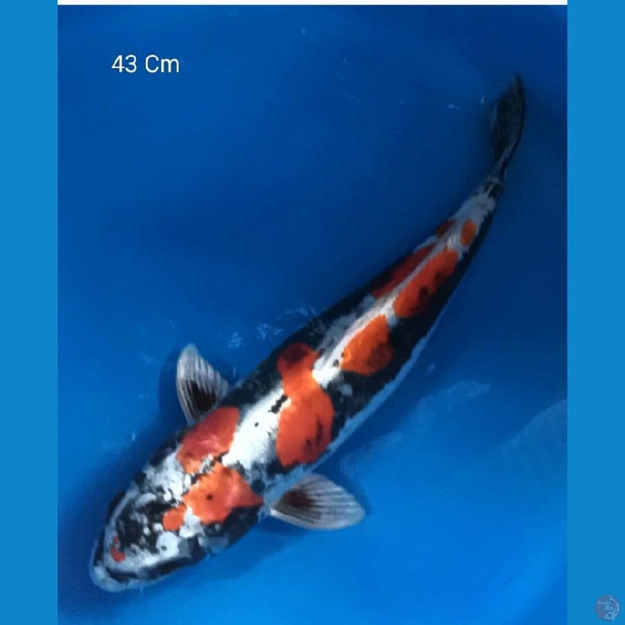 Kikokuryu 43cm