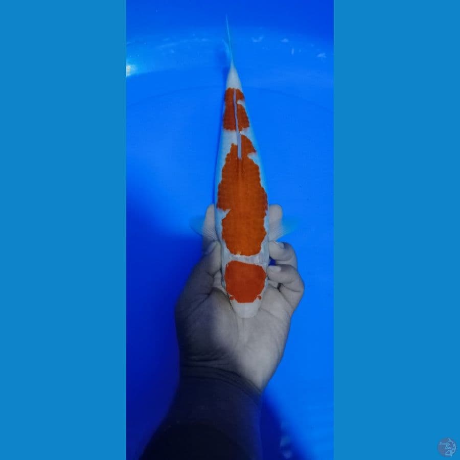 KOHAKU 30 BU