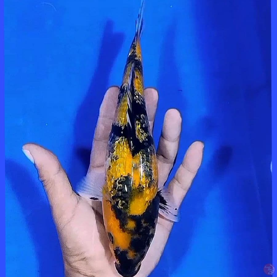 Yellow ginrin F23