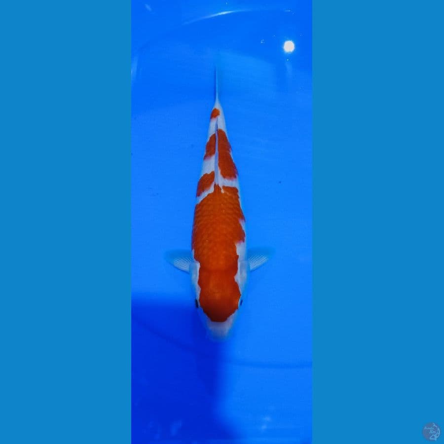 KOHAKU 28 CM MALE