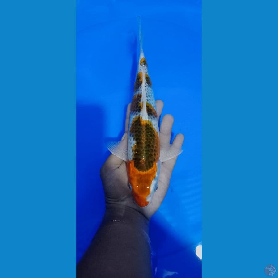 GOSIKI 27 CM 