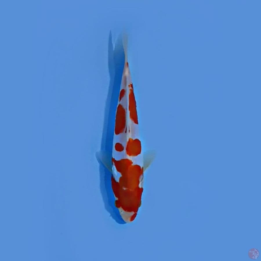 HQ kohaku doit 15cm