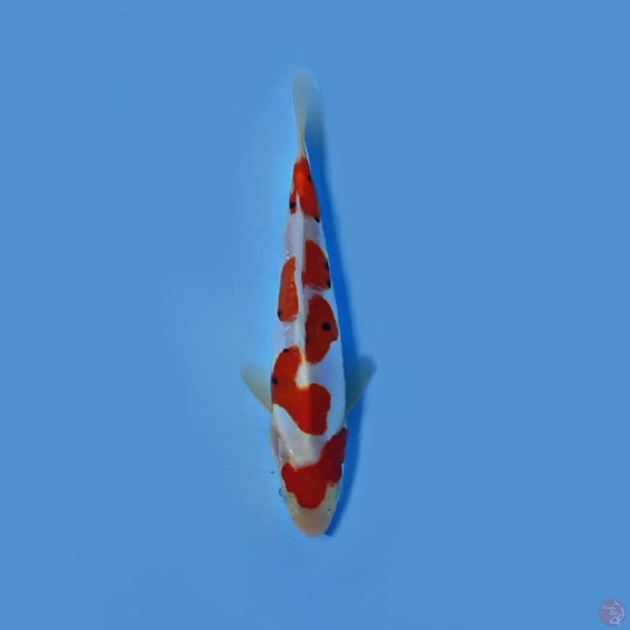 SQ doitsu 15cm