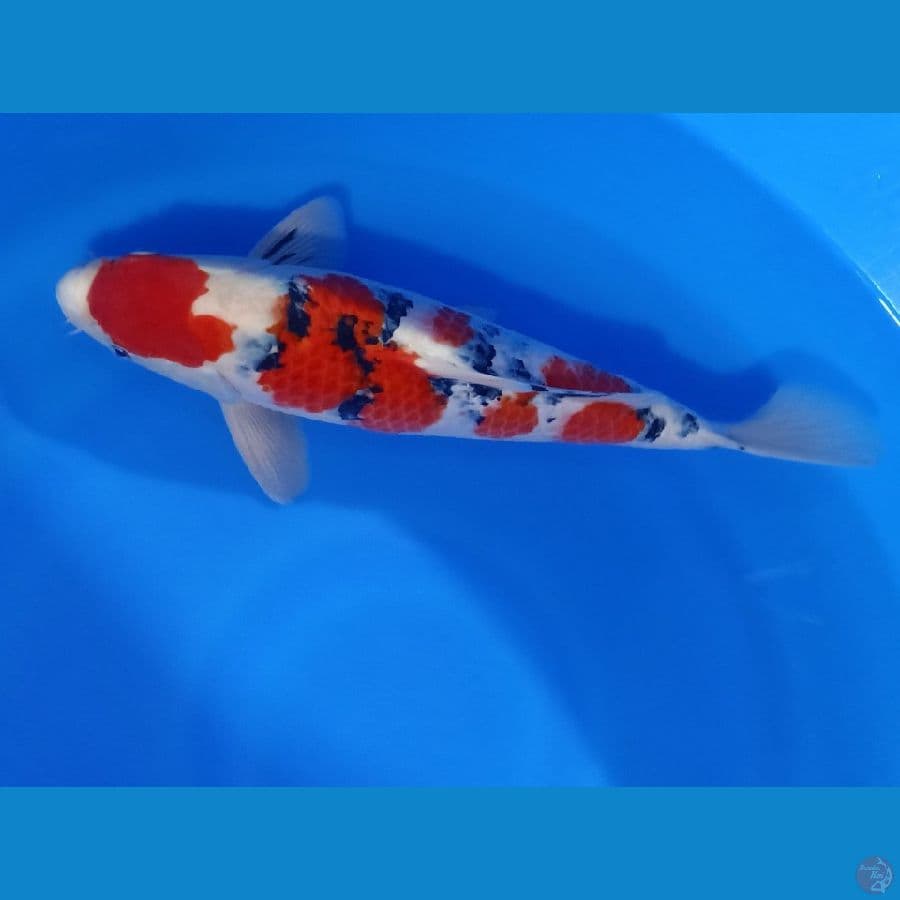 HQ SHANKE 45BU/44CM MALE 
