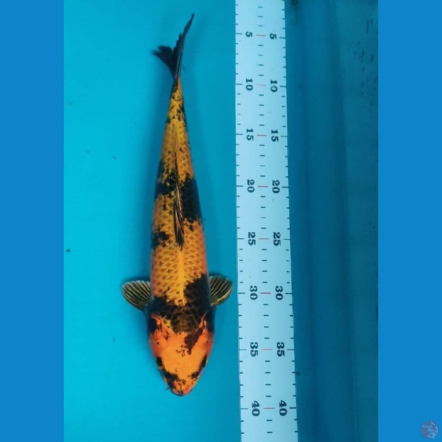 KIN SHOWA STRONG 32CM MALE