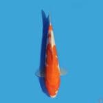 Kohaku 22 cm