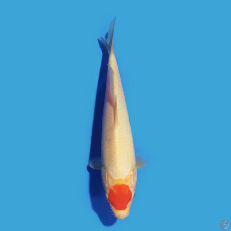 Tancho 22 cm