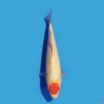 Tancho 22 cm