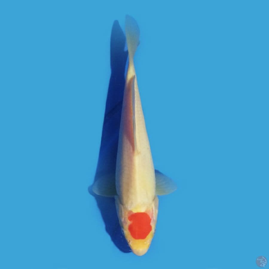Tancho 21 cm