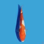 Inazuma Kohaku 20 cm