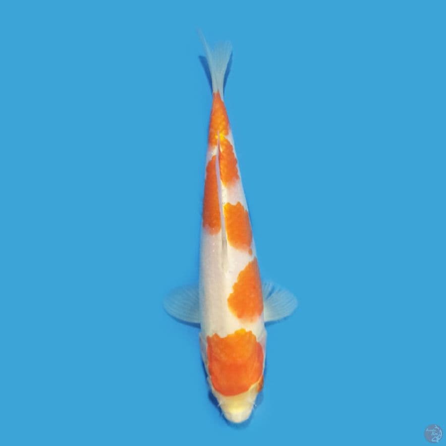 Kohaku 19 cm