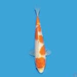 Kohaku 19 cm