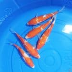 Paket Kohaku 5 ekor 19-21 cm