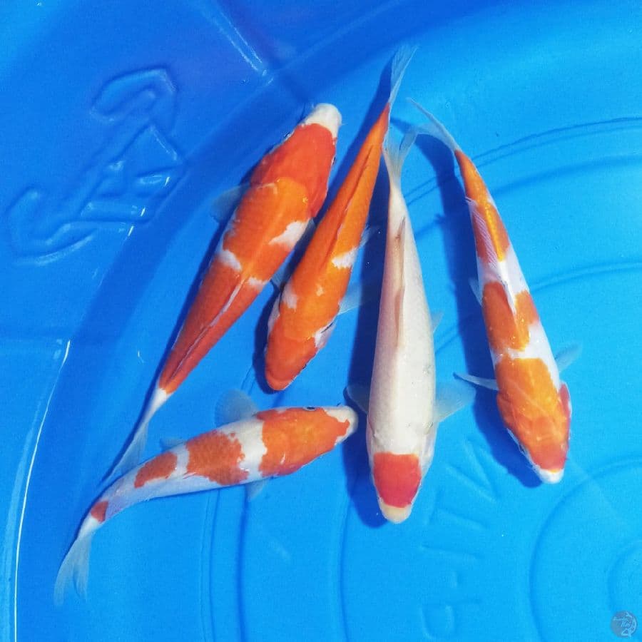 Paket Kohaku 5 ekor 18-21 cm
