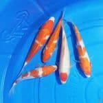 Paket Kohaku 5 ekor 18-21 cm