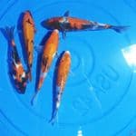 Paket Showa 5 ekor 16-19 cm