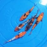 Paket Showa 5 ekor 16-17 cm
