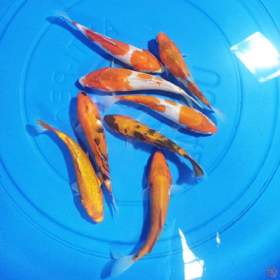 Paket Mix 8 ekor 14-16 cm