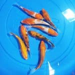 Paket Mix 8 ekor 14-16 cm