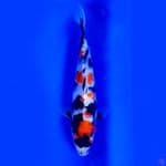 kindai showa 25cm male