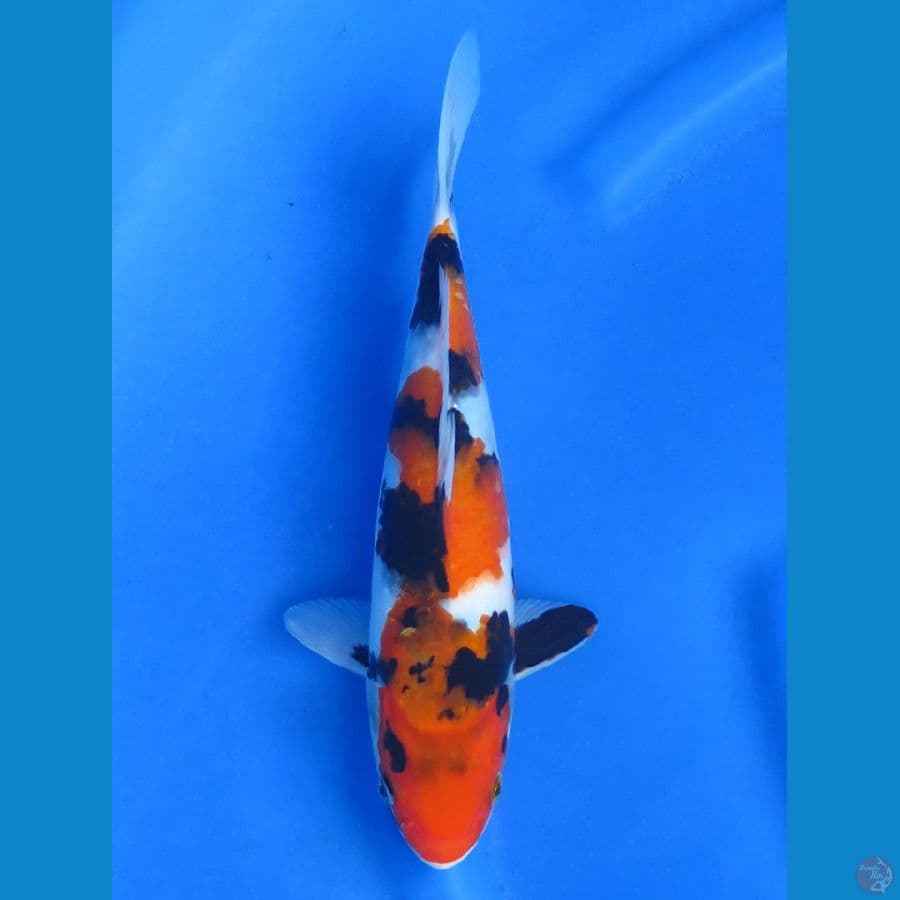 Showa sanshoku, 29cm