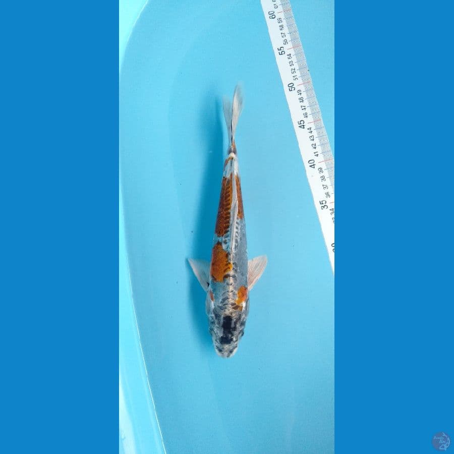 Kikokuryu 30cm