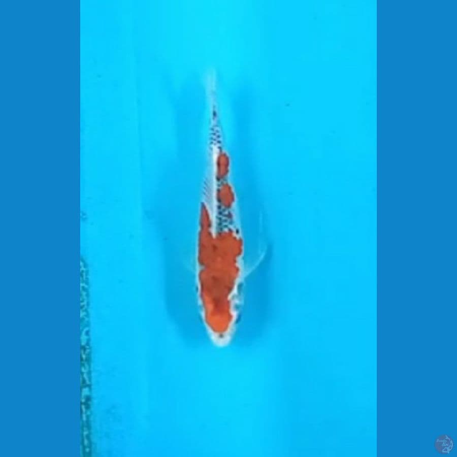 Goshiki 21 cm