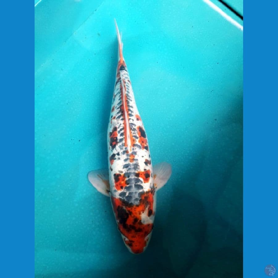 Beni kikuriyu 45 bu