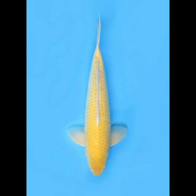 45bu Male, Jumbo Bersih - Red Eye Karasigoi 