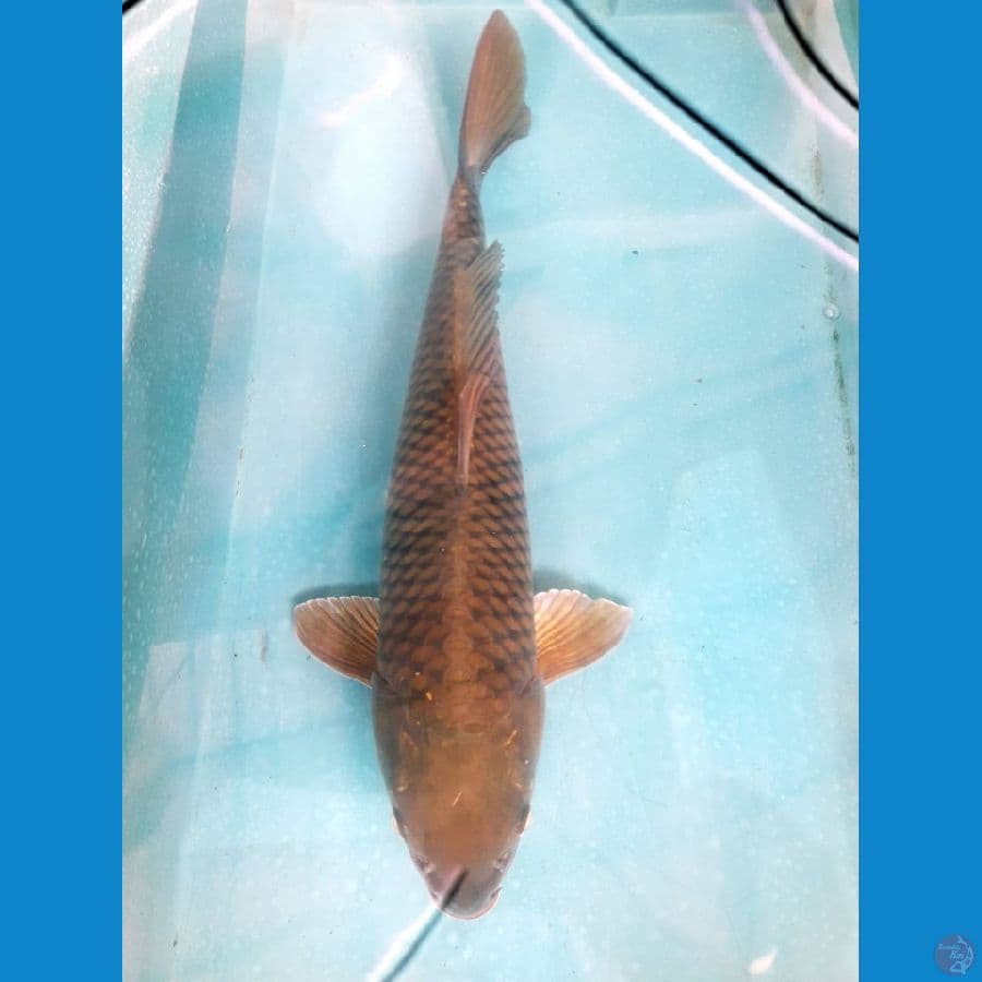 Cagoi Male 60Bu