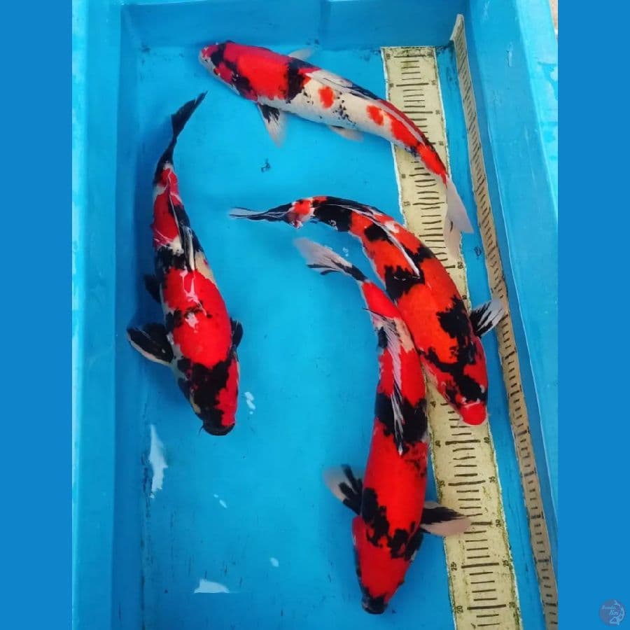 Size 55bu super red