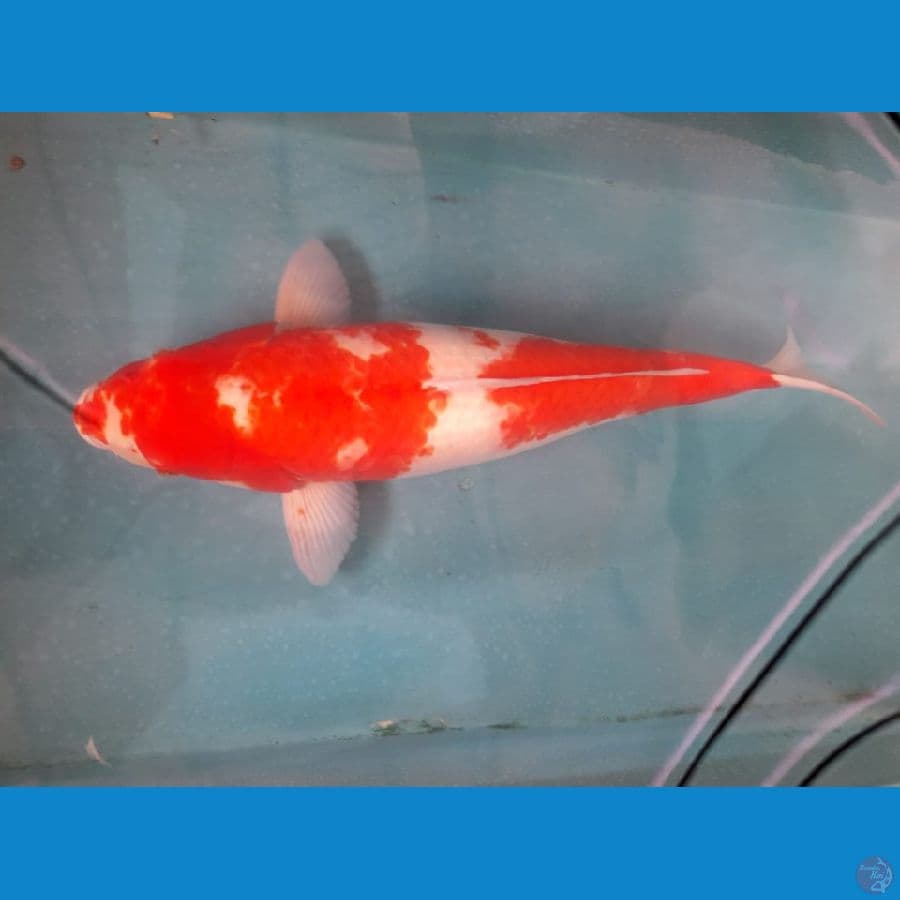 Kohaku 55Bu