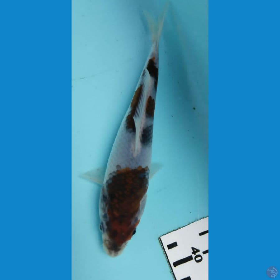 goromo 15cm