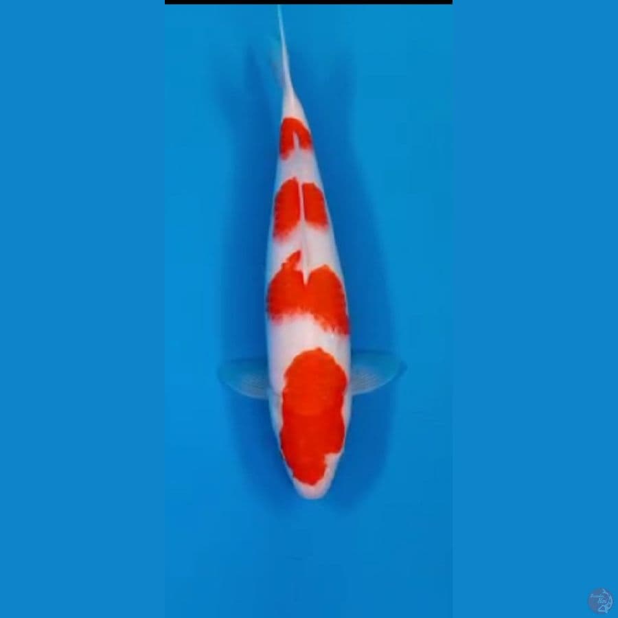 kohaku