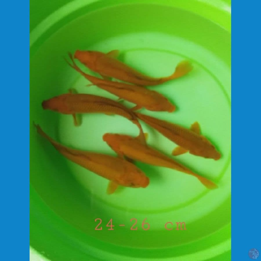 Chagoi tembaga 24-26cm