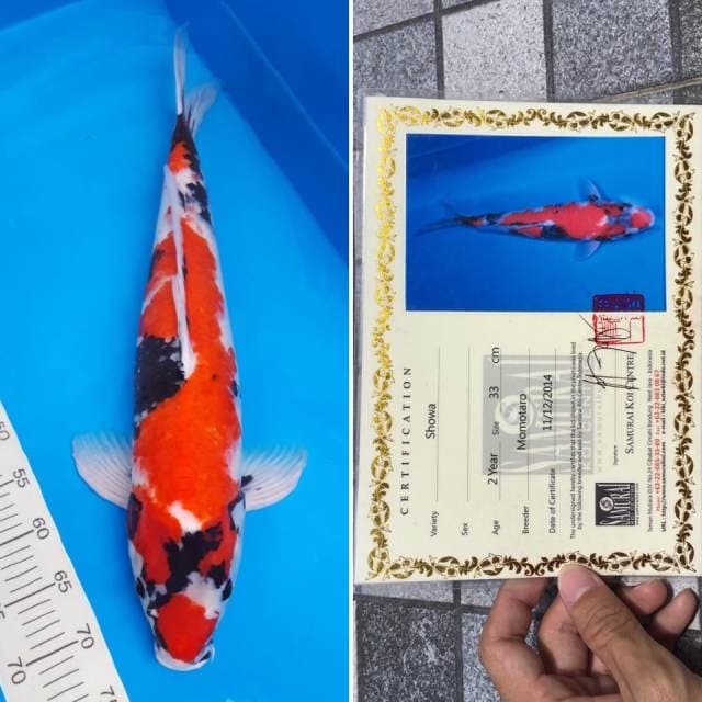 showa momotaro import