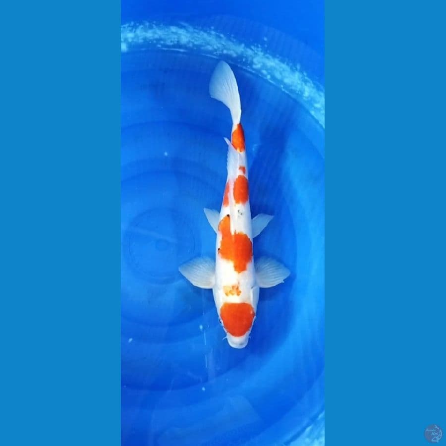 kohaku sanke 40 cm