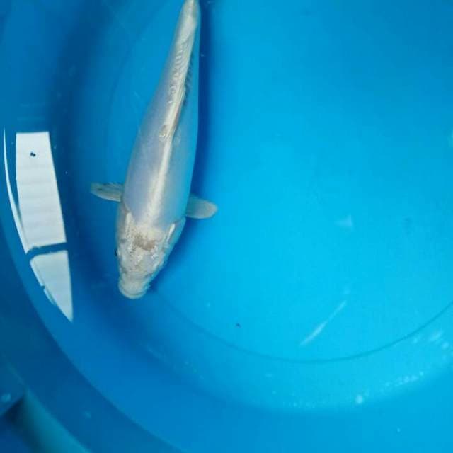 Doitsu 27 cm