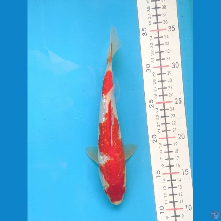 KOHAKU GINRIN 23CM MALE 