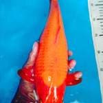 Benighoi f1 48 cm