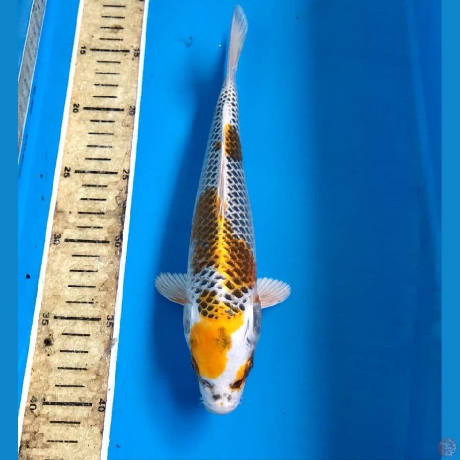 kujaku 27cm