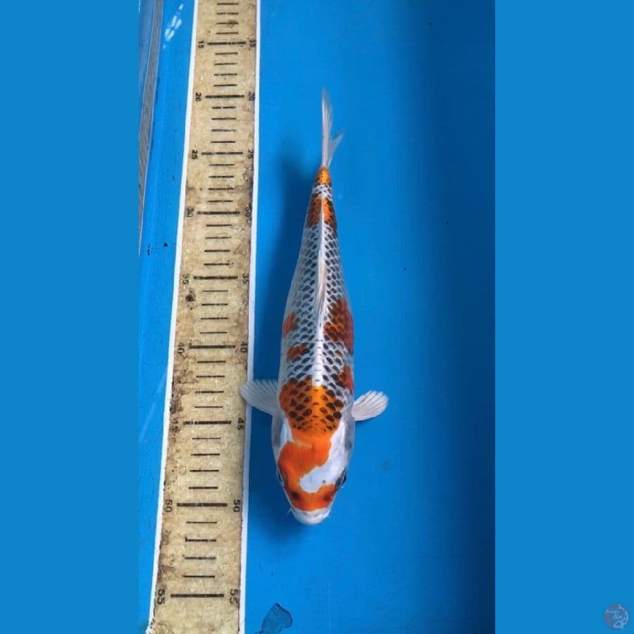 kujaku 27cm