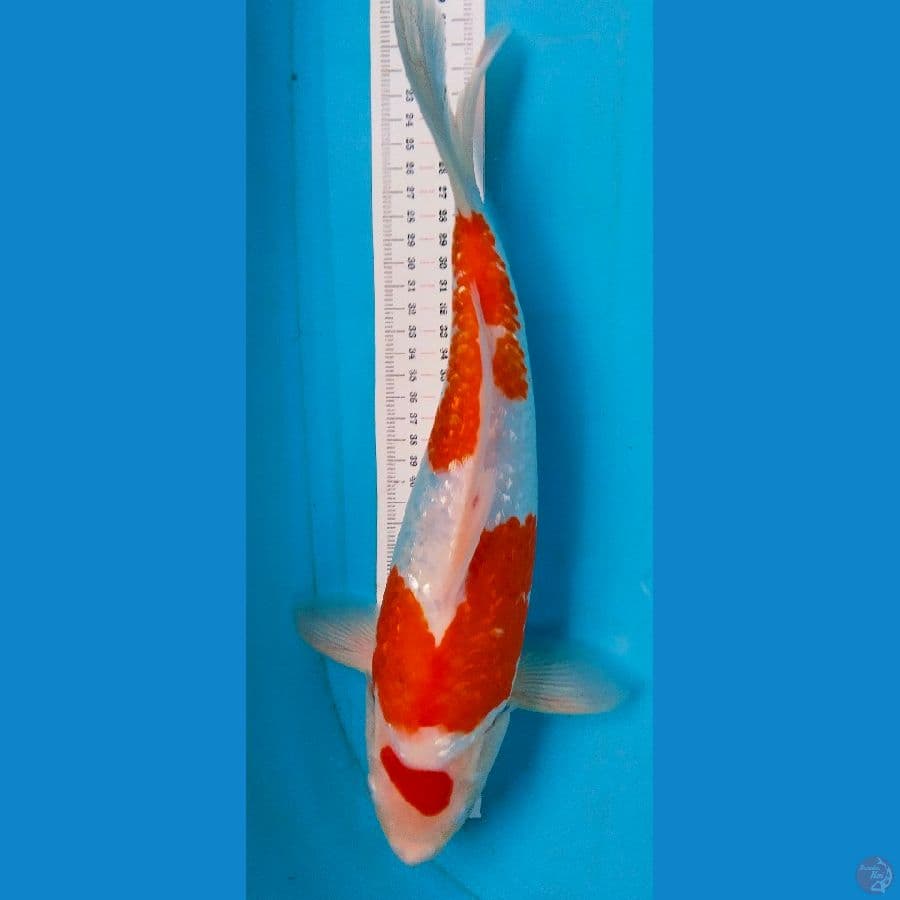 kohaku ginrin 36cm