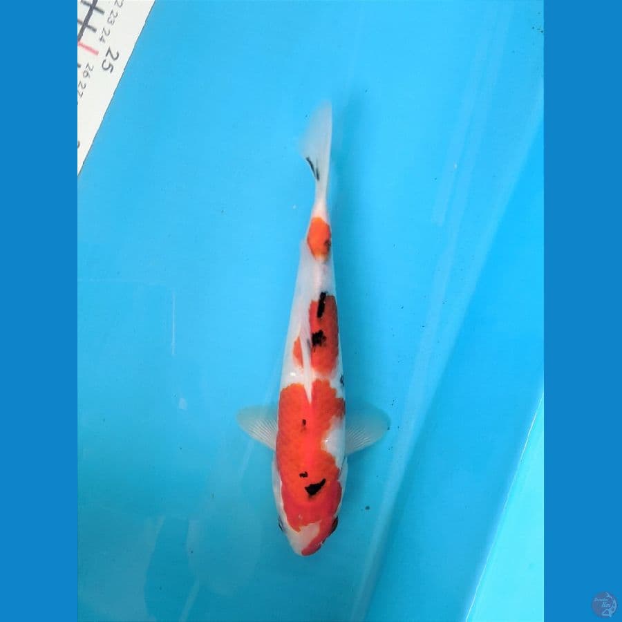 SANKE TATEGOI 23CM MALE