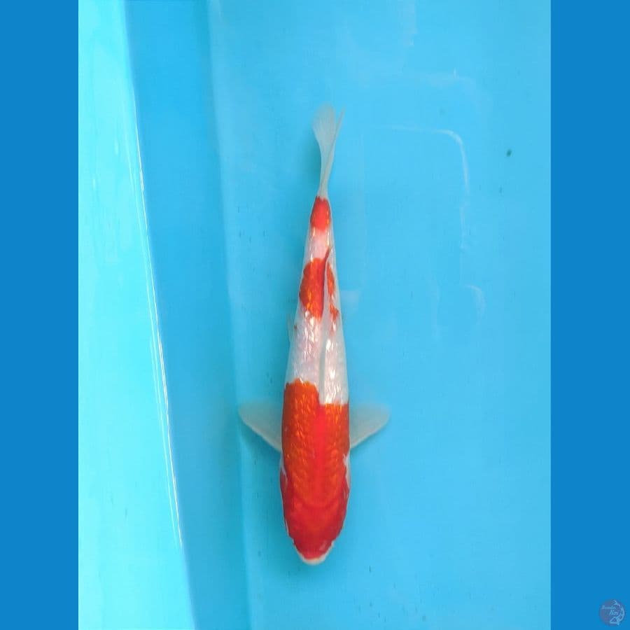 KOHAKU GINRIN 22CM UNCHEK