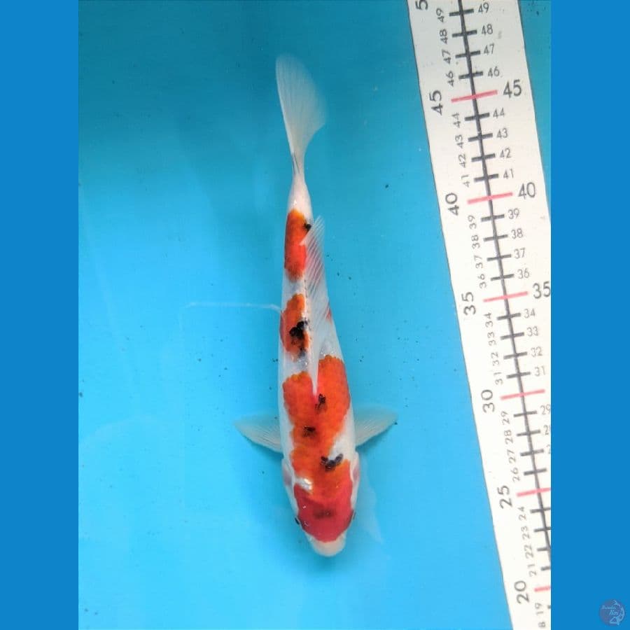 SANKE TATEGOI 23CM FEMALE