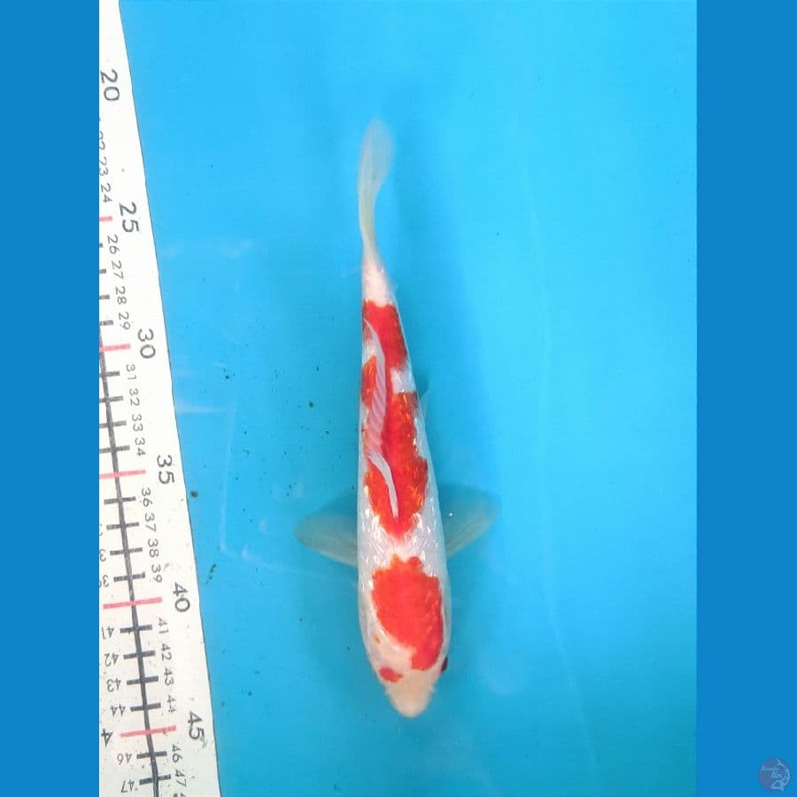 KOHAKU GINRIN 21CM FEMALE